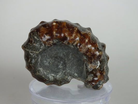 41.9G Ammonite