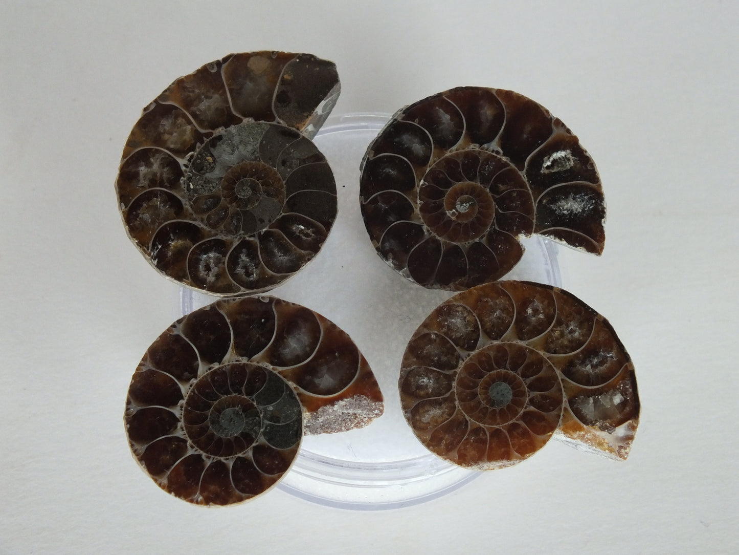 Set of 4 Cut/Polished Ammonites