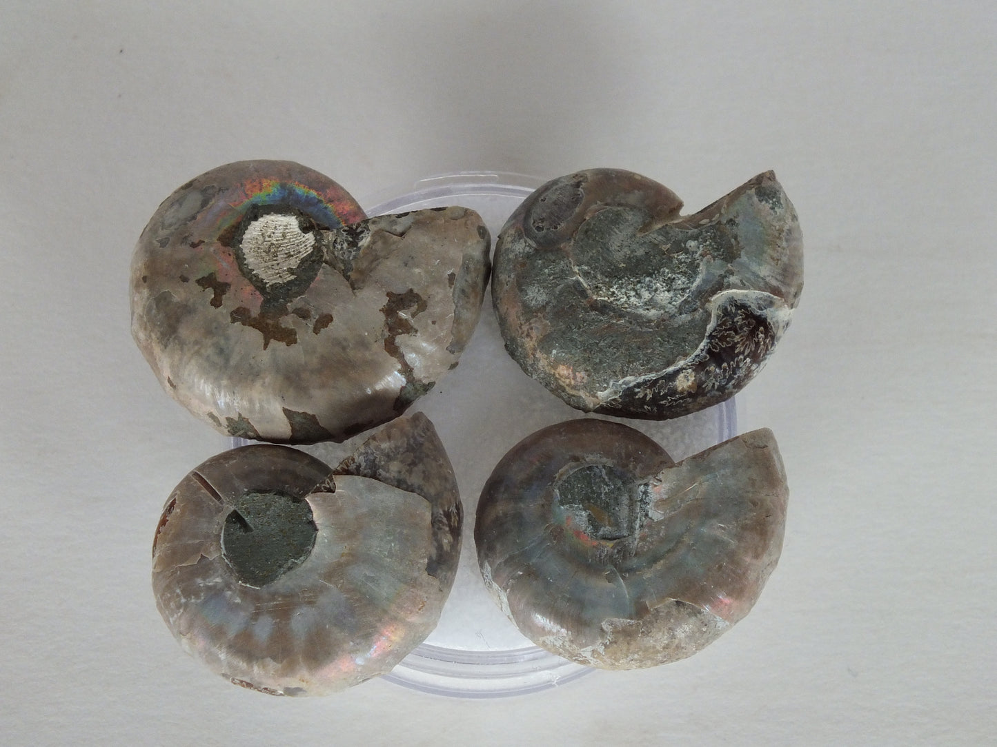 Set of 4 Cut/Polished Ammonites