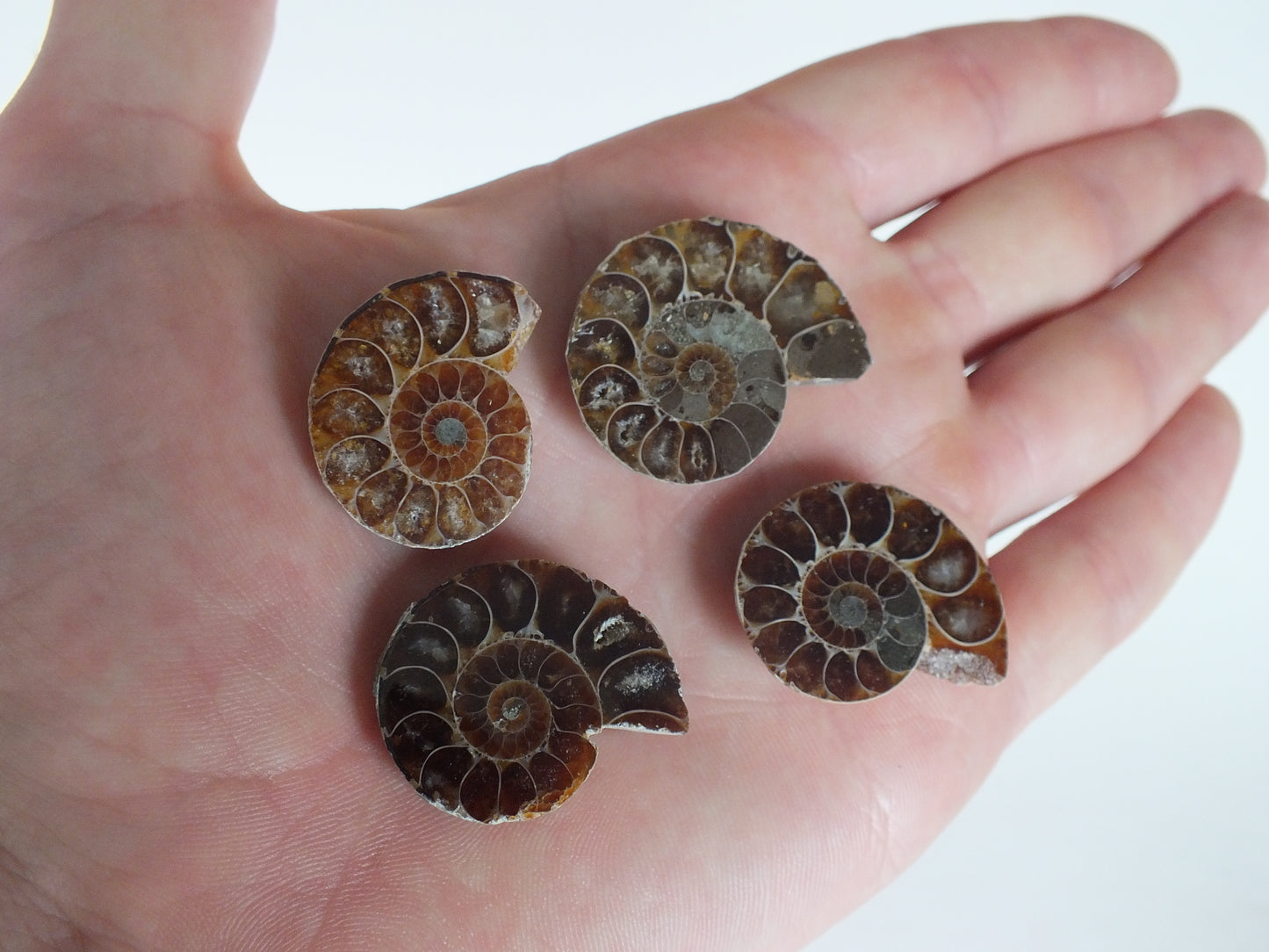 Set of 4 Cut/Polished Ammonites