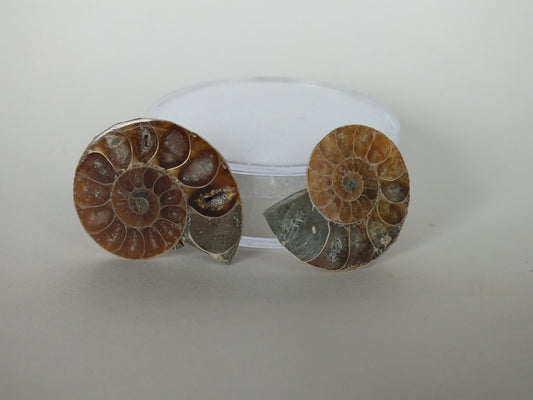 Pair of Cut/Polished Ammonites