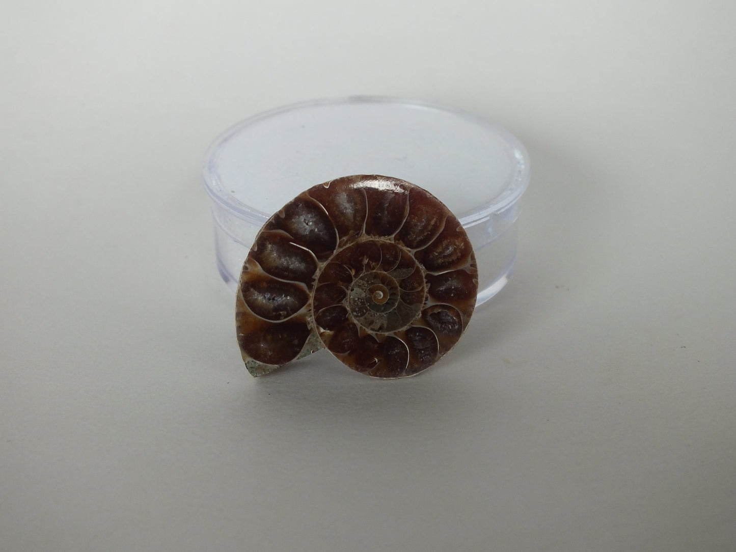 1" Cut/Polished Ammonite