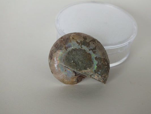 1" Cut/Polished Ammonite