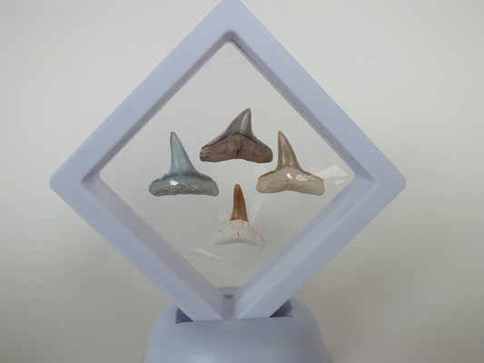 Bone Valley Shark Tooth Bundle