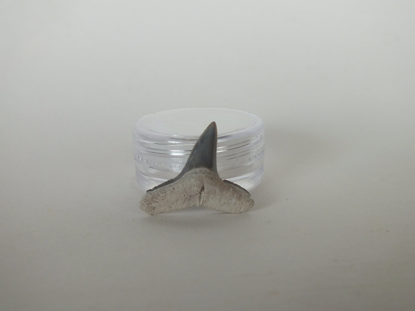 0.9" Lemon Shark Tooth (Bone Valley)