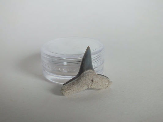 0.9" Lemon Shark Tooth (Bone Valley)