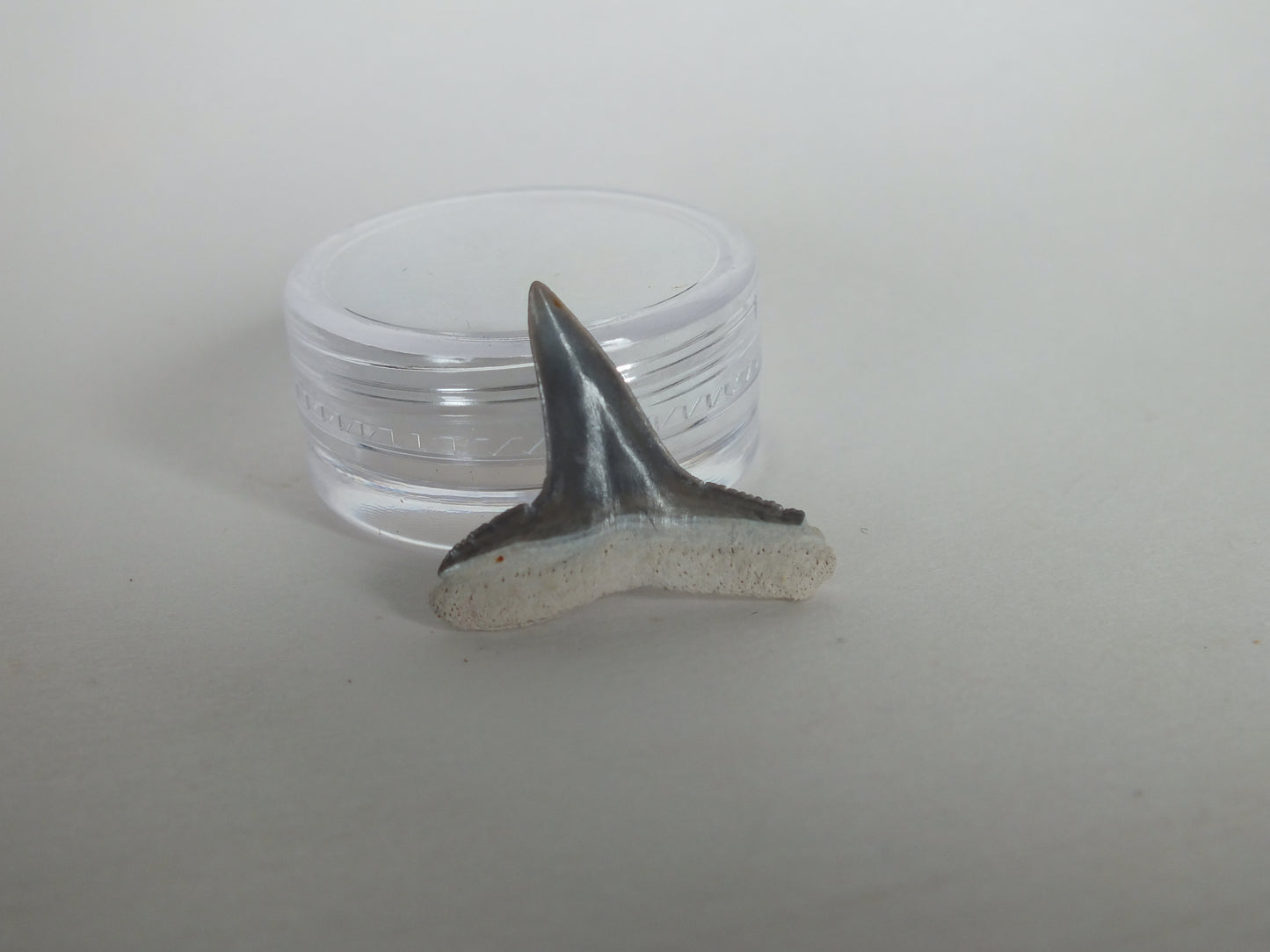 0.9" Lemon Shark Tooth (Bone Valley)