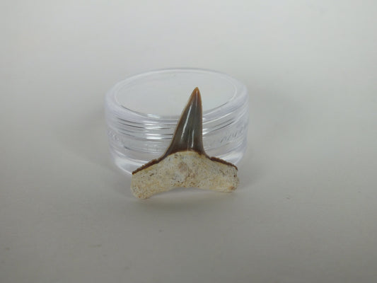 0.86" Lemon Shark Tooth (Bone Valley)