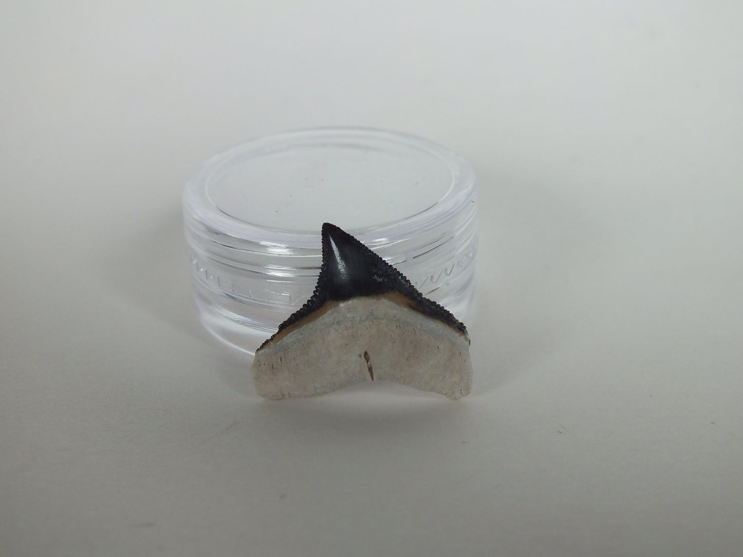 0.78" Bull Shark Tooth (Bone Valley)