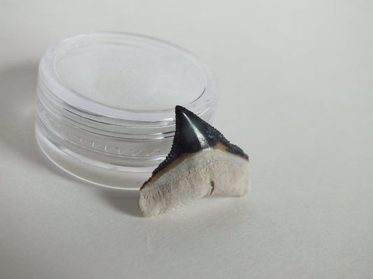 0.78" Bull Shark Tooth (Bone Valley)