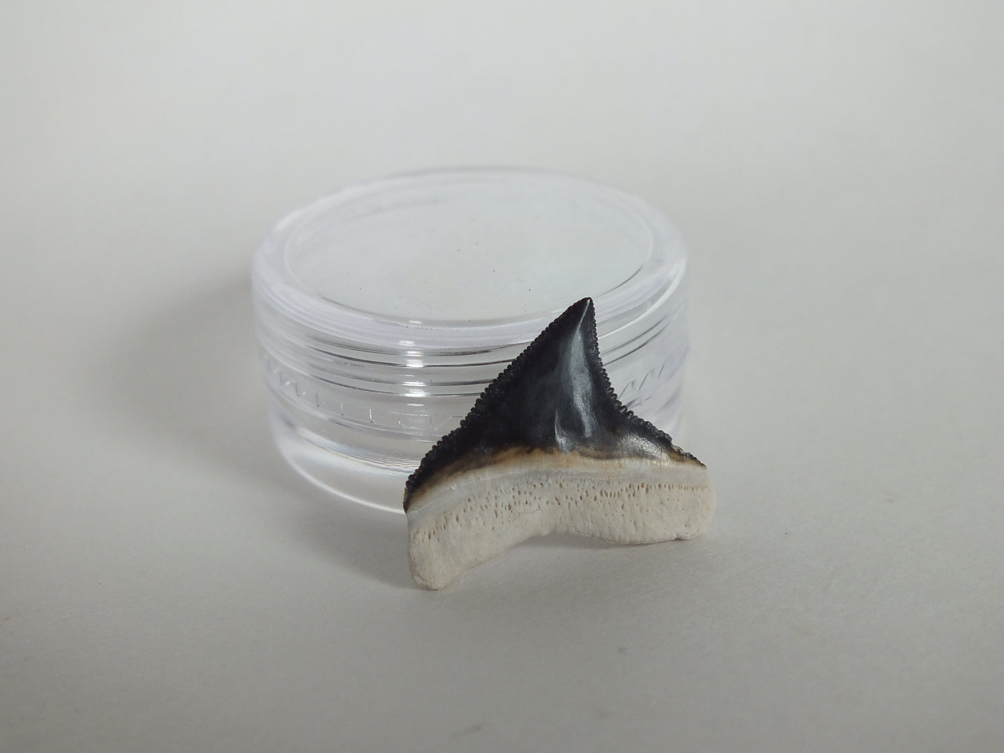 0.78" Bull Shark Tooth (Bone Valley)