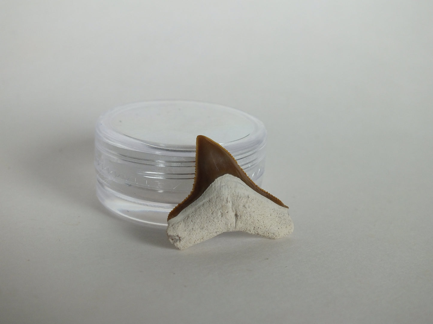 0.86" Bull Shark Tooth (Bone Valley)