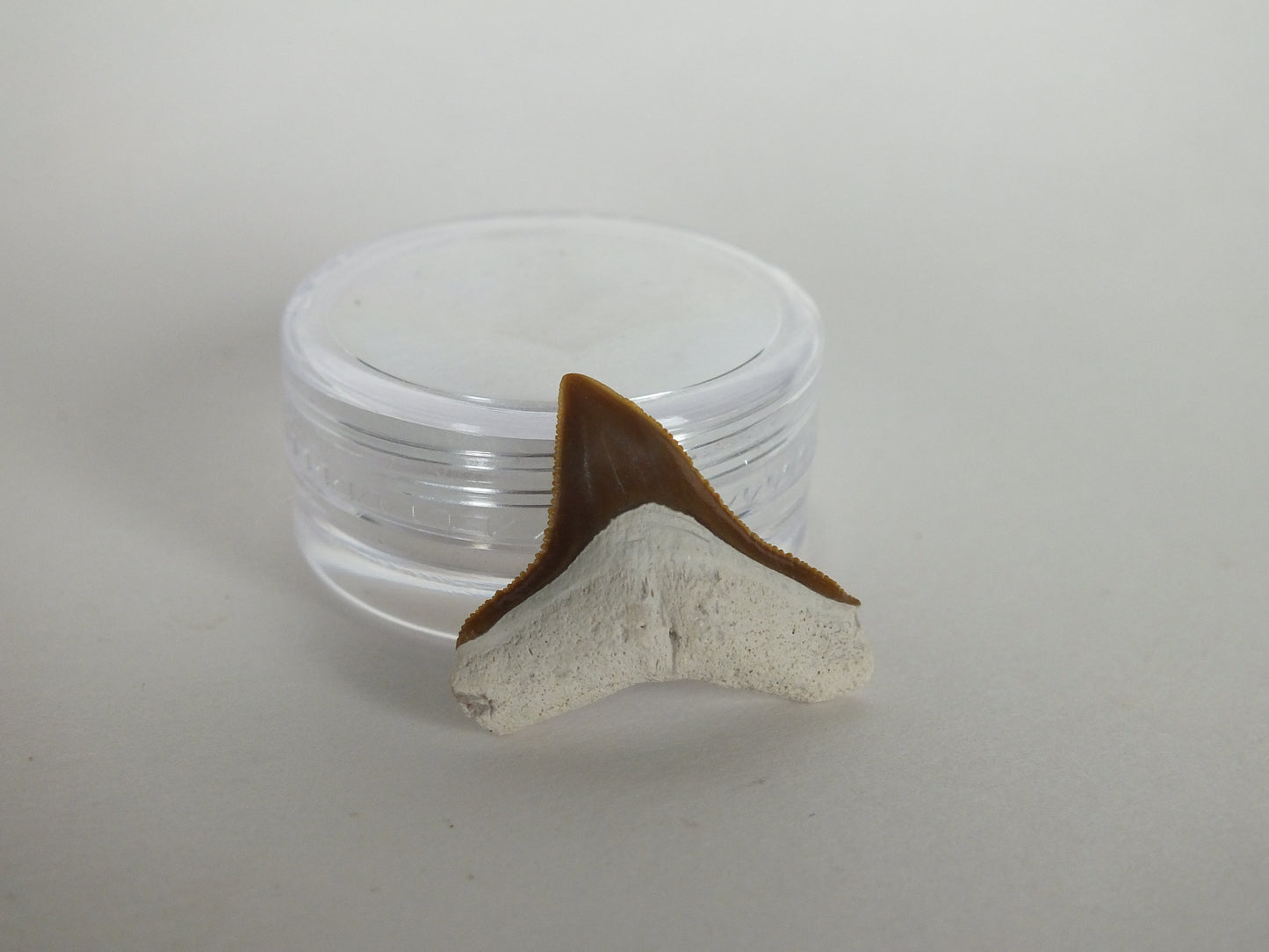 0.86" Bull Shark Tooth (Bone Valley)