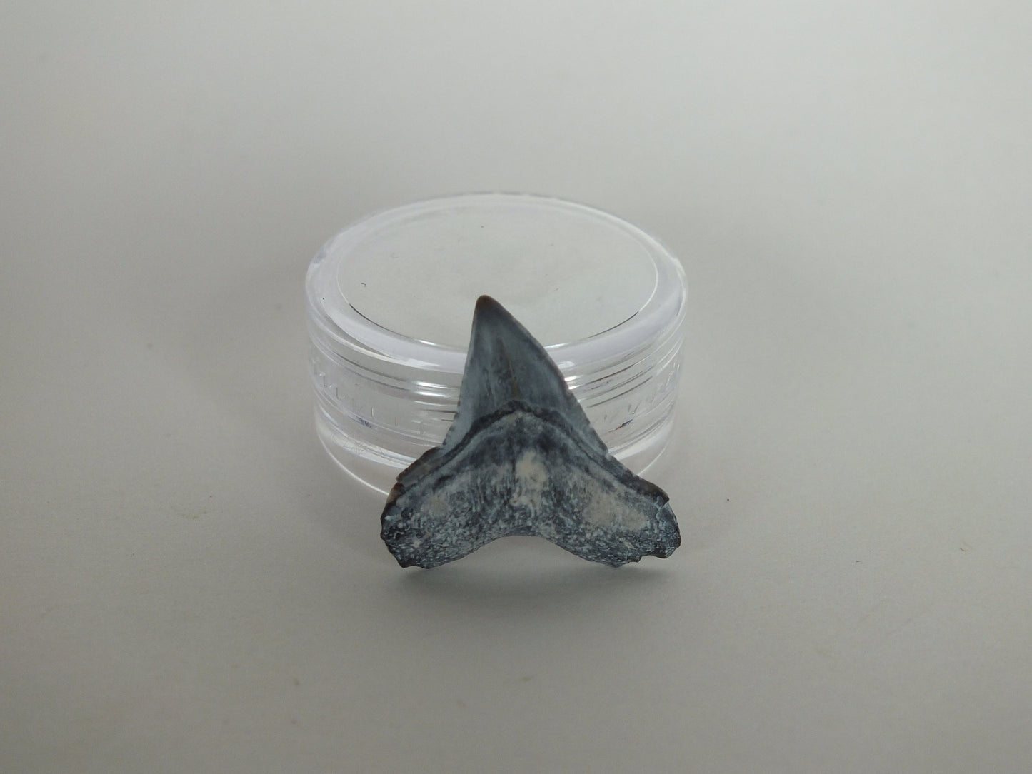 0.9" Bull Shark Tooth (Bone Valley)