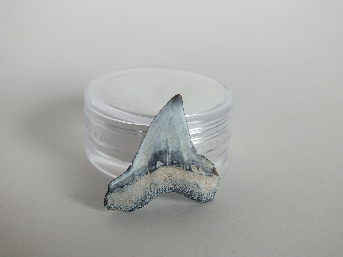 0.9" Bull Shark Tooth (Bone Valley)