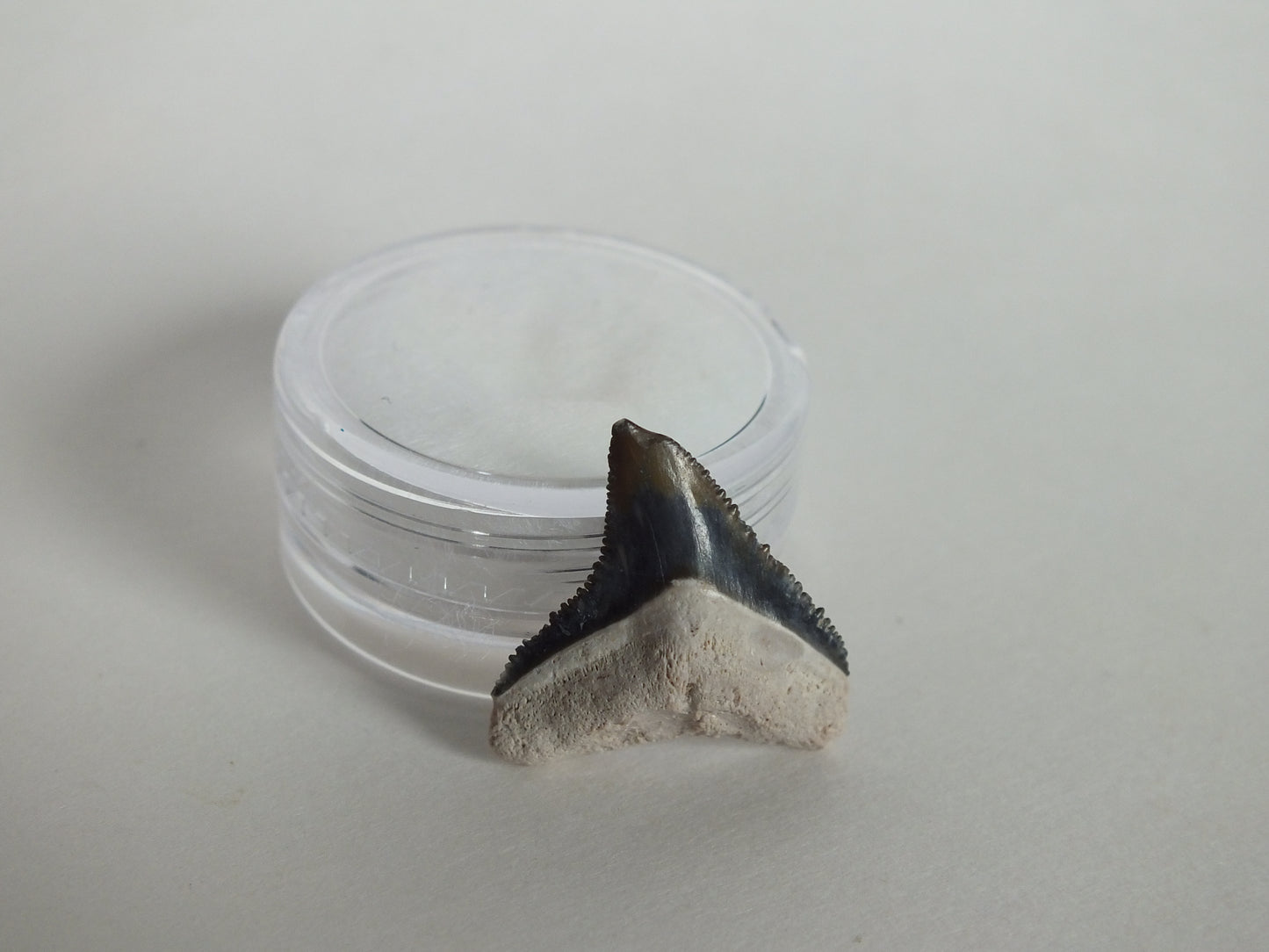 0.86" Bull Shark Tooth (Bone Valley)