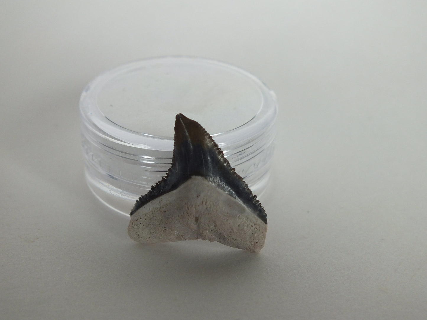 0.86" Bull Shark Tooth (Bone Valley)