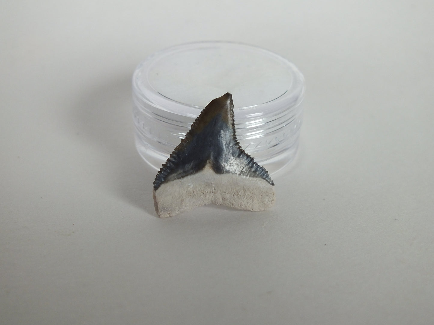 0.86" Bull Shark Tooth (Bone Valley)