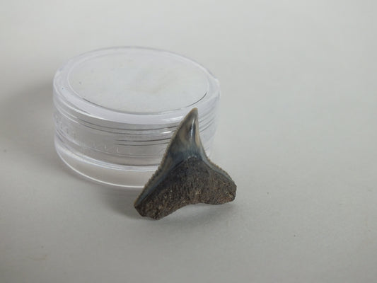 0.74" Bull Shark Tooth (Bone Valley)