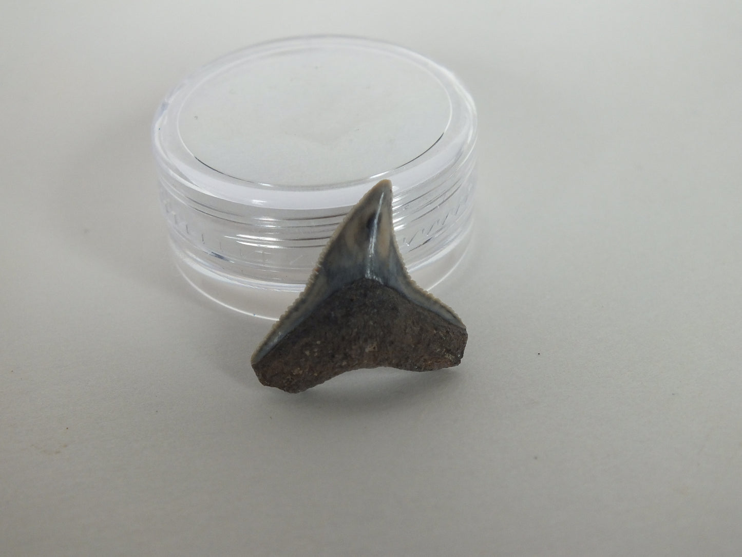 0.74" Bull Shark Tooth (Bone Valley)