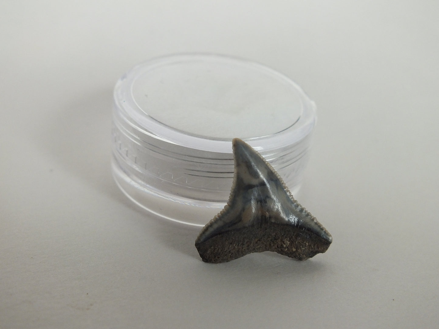 0.74" Bull Shark Tooth (Bone Valley)