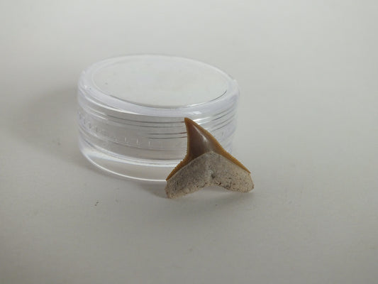 0.66" Bull Shark Tooth (Bone Valley)