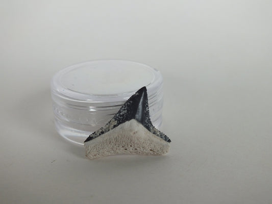 0.84" Bull Shark Tooth (Bone Valley)