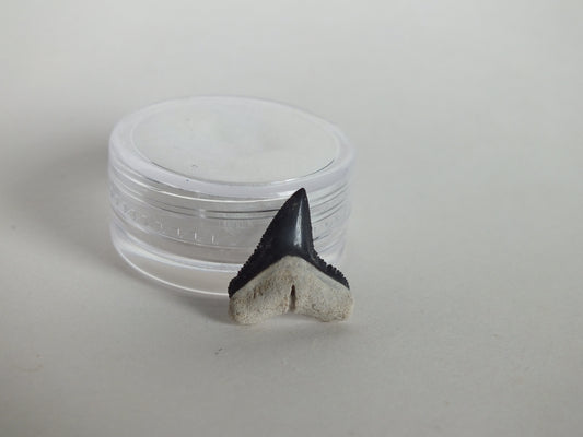 0.59" Bull Shark Tooth (Bone Valley)