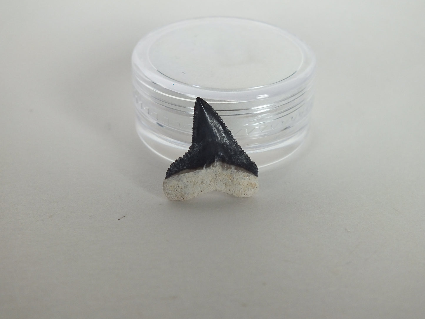 0.59" Bull Shark Tooth (Bone Valley)