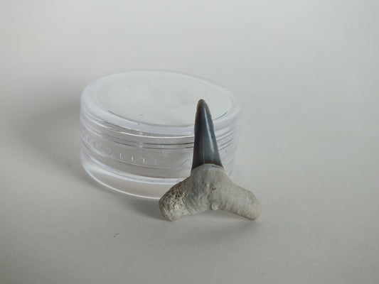 0.86" Lemon Shark Tooth (Bone Valley)