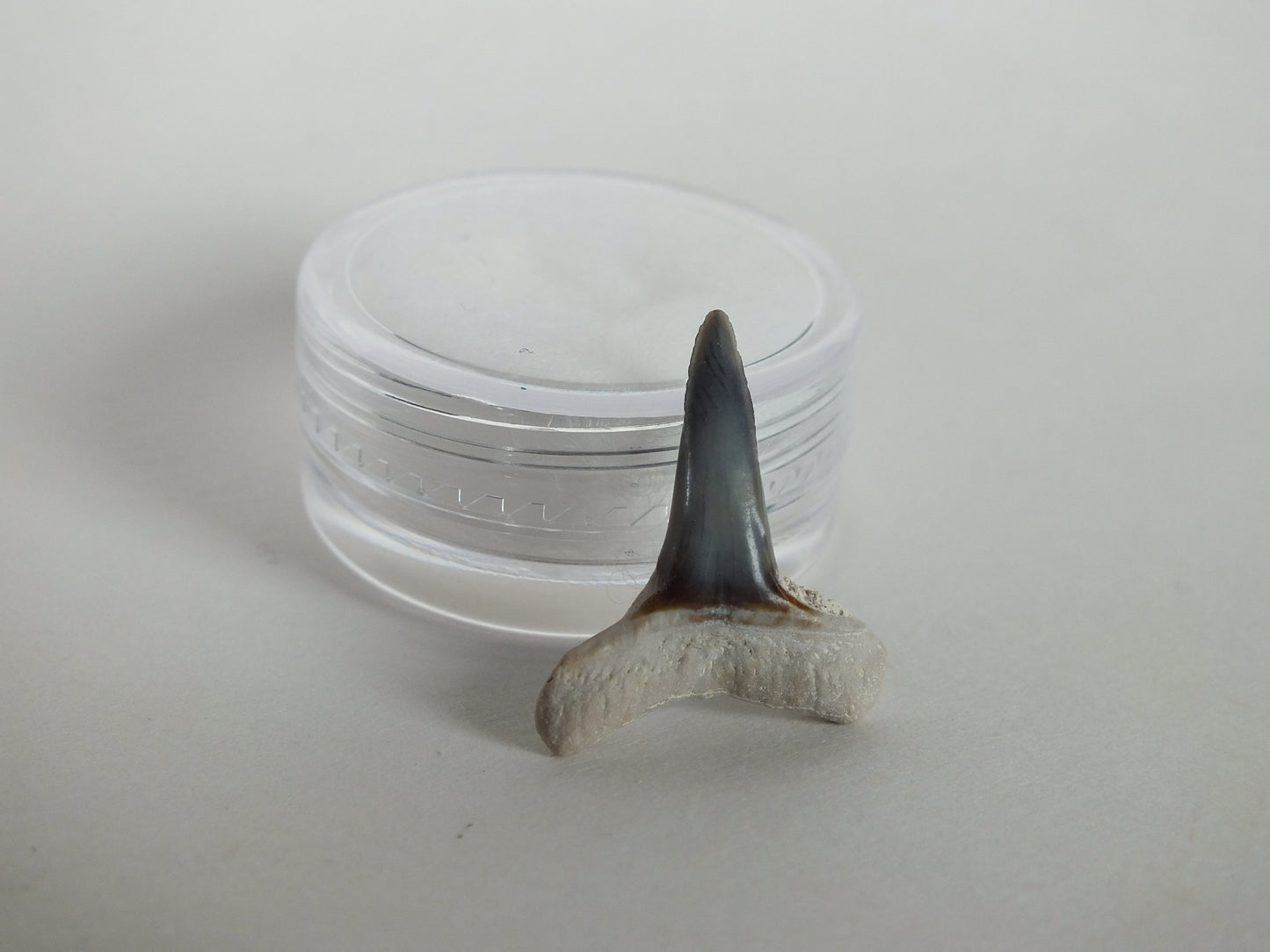 0.86" Lemon Shark Tooth (Bone Valley)