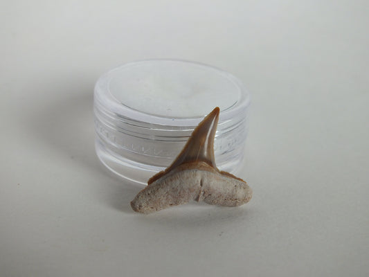 0.82" Lemon Shark Tooth (Bone Valley)