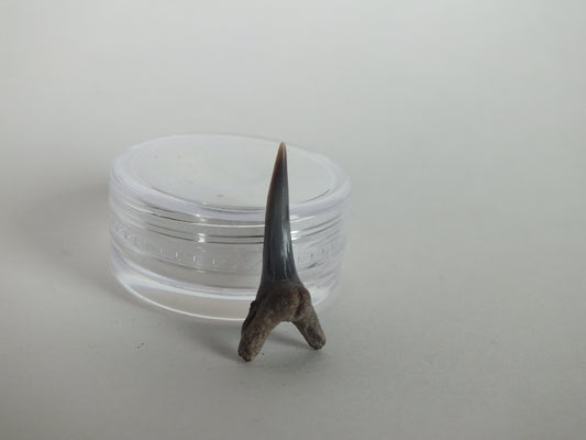 0.86" Sand Shark Tooth (Bone Valley)