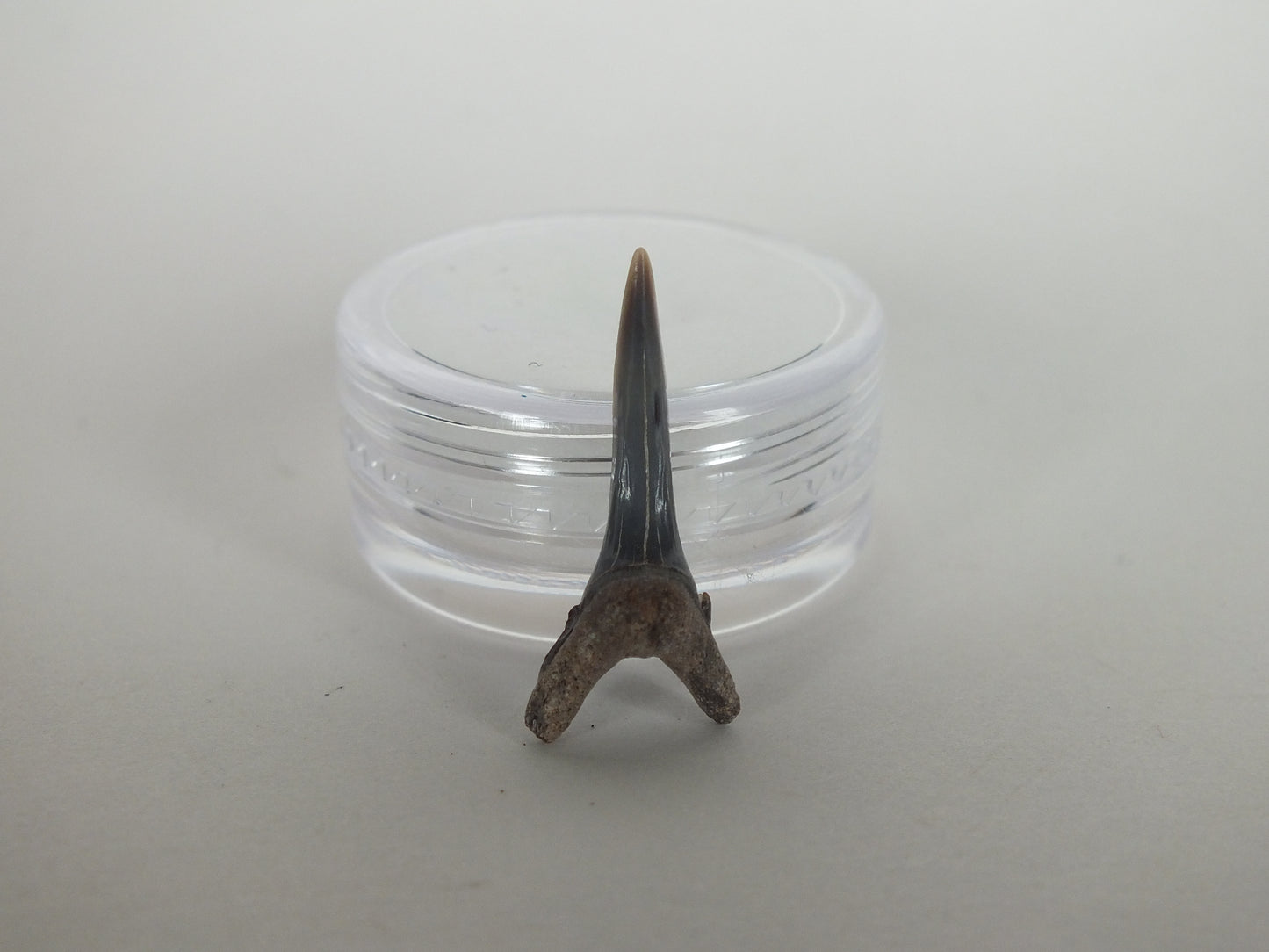 0.86" Sand Shark Tooth (Bone Valley)