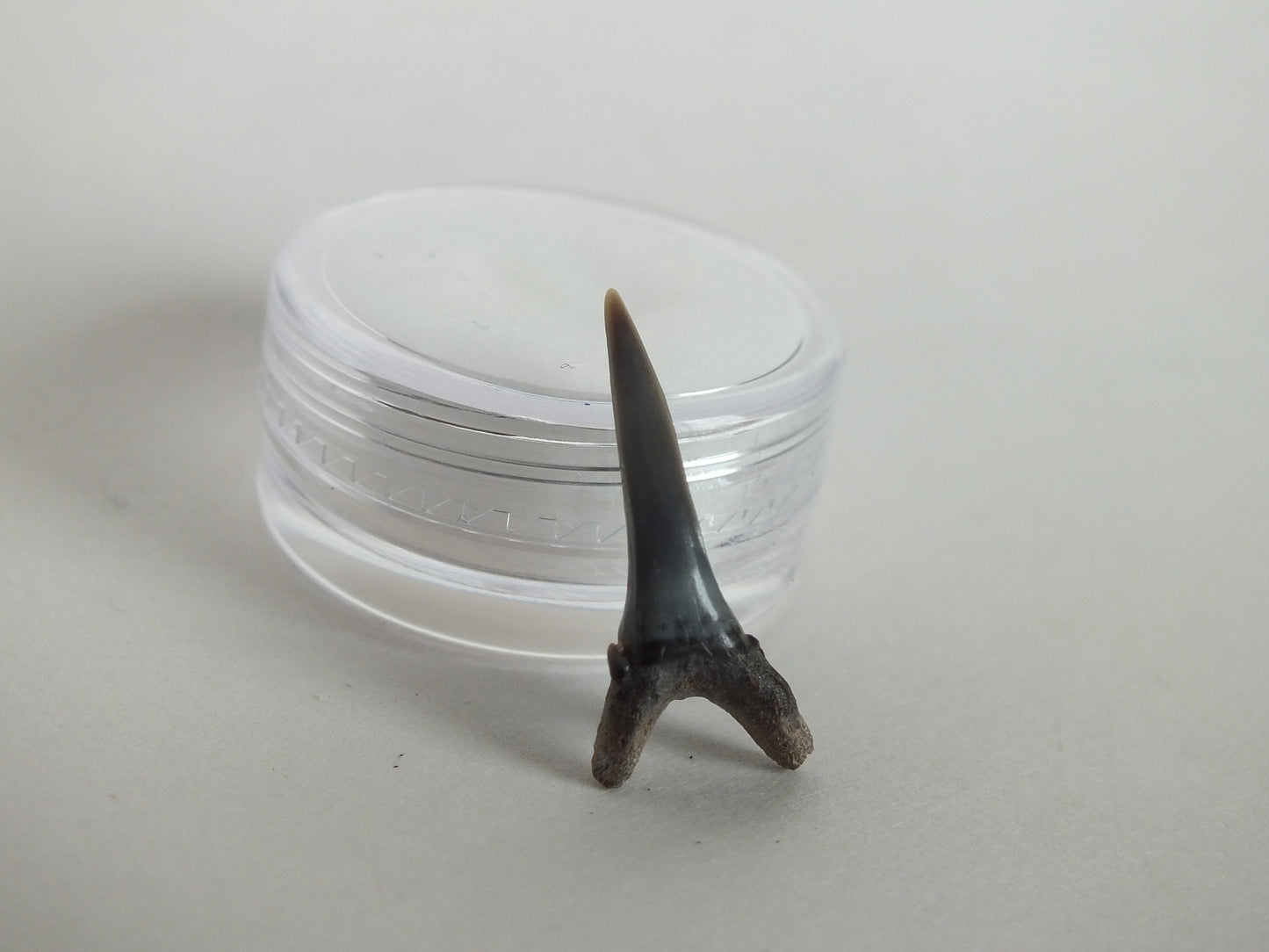 0.86" Sand Shark Tooth (Bone Valley)