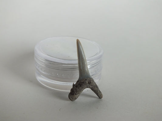 0.86" Sand Shark Tooth (Bone Valley)