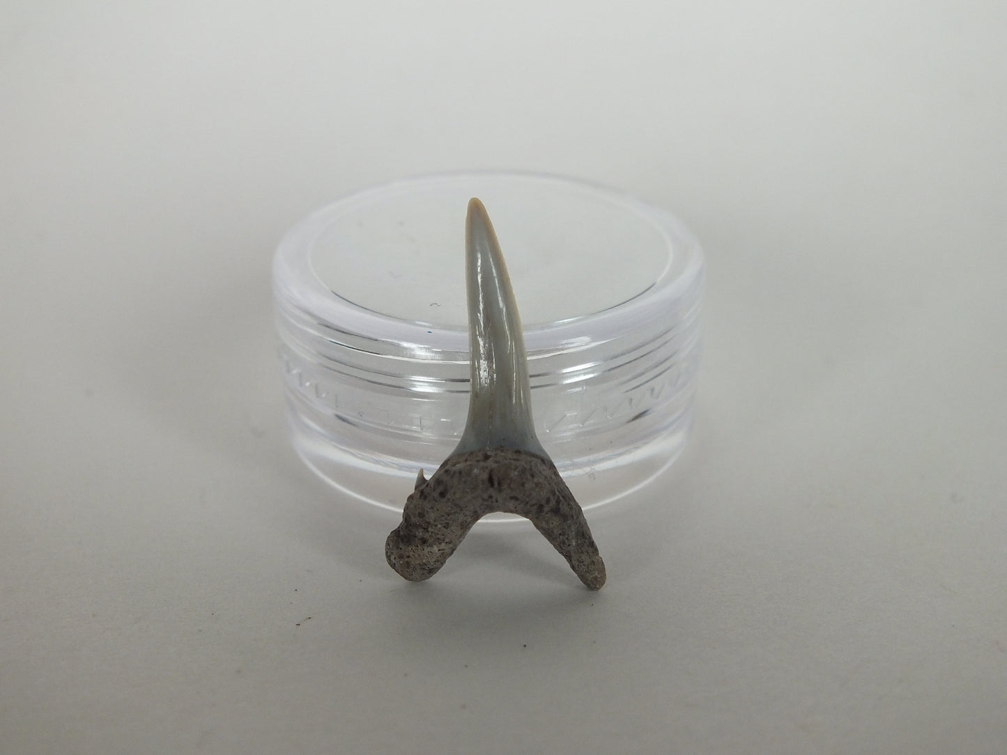 0.86" Sand Shark Tooth (Bone Valley)