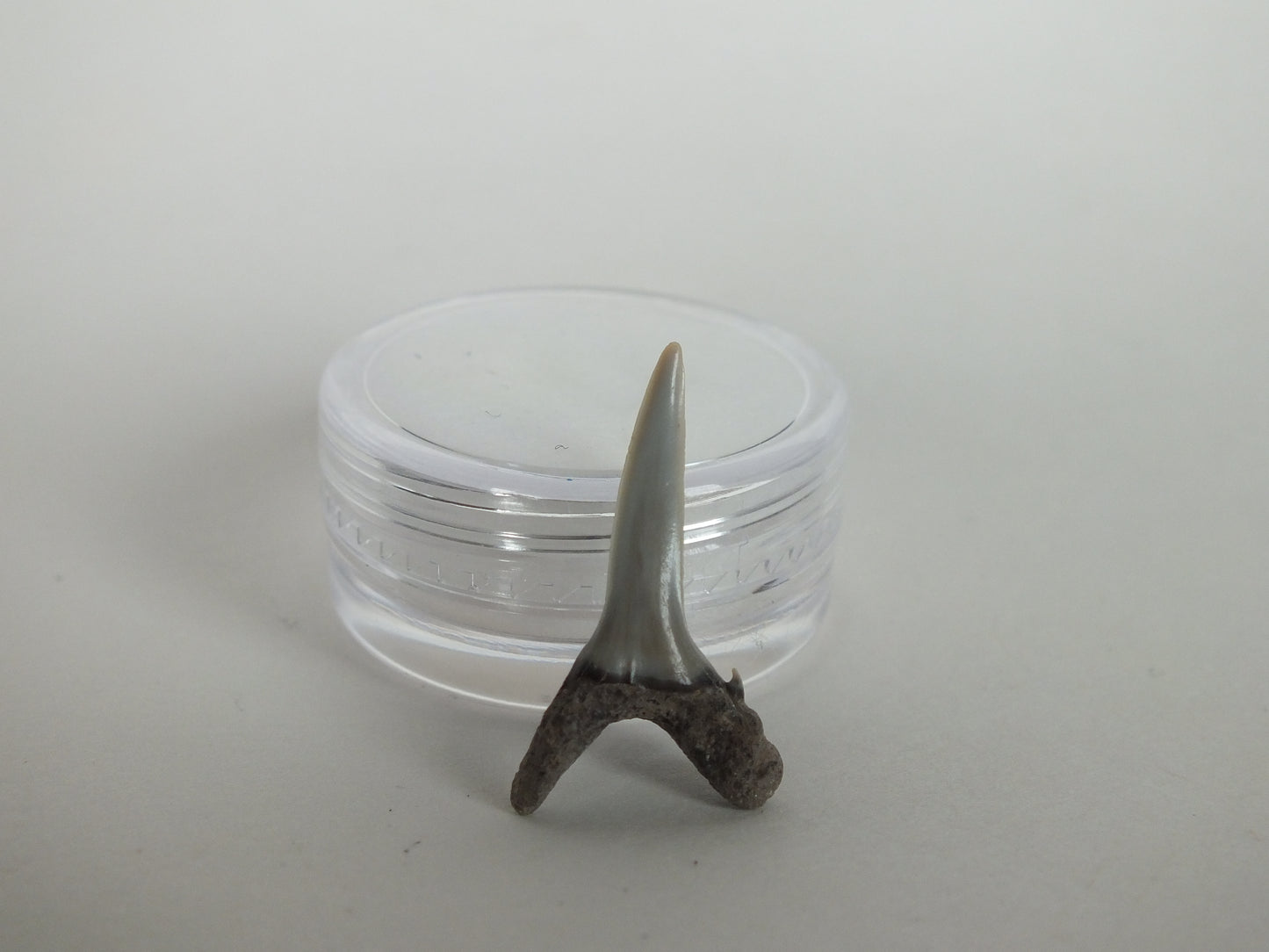 0.86" Sand Shark Tooth (Bone Valley)