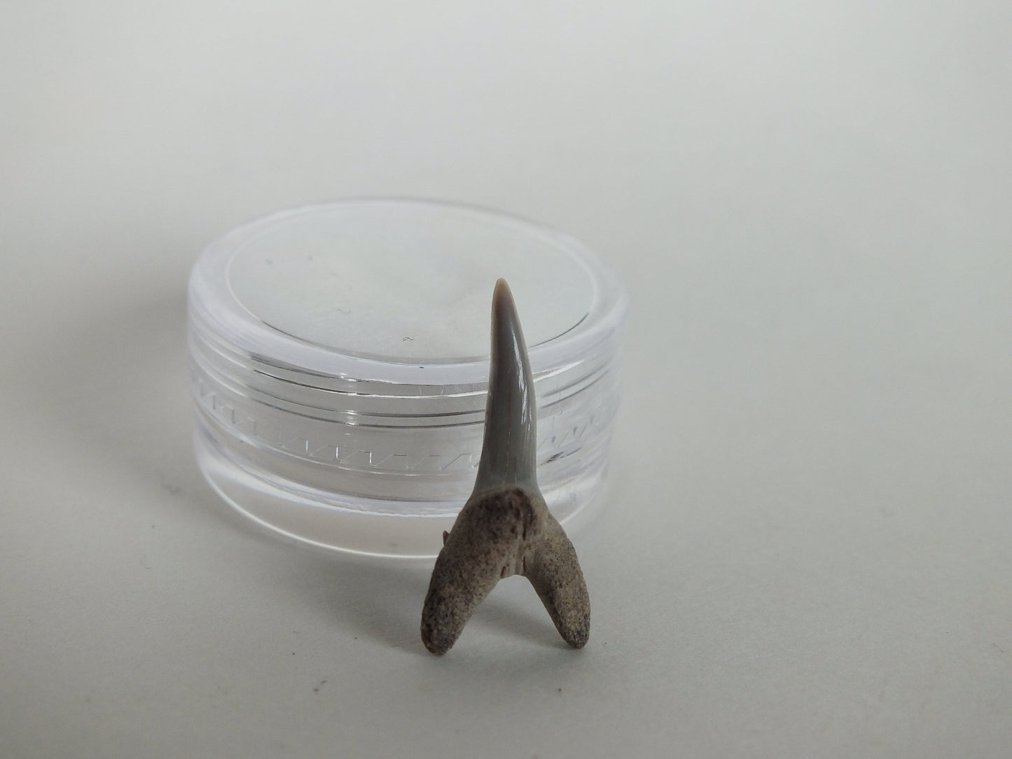 0.86" Sand Shark Tooth (Bone Valley)