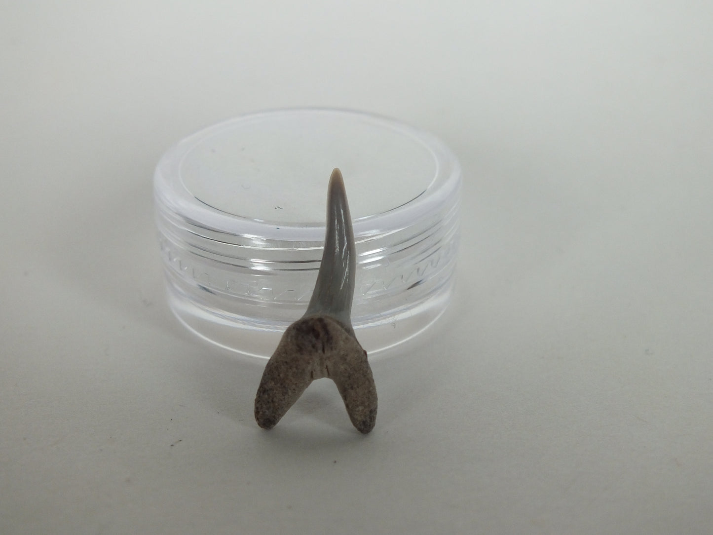 0.86" Sand Shark Tooth (Bone Valley)