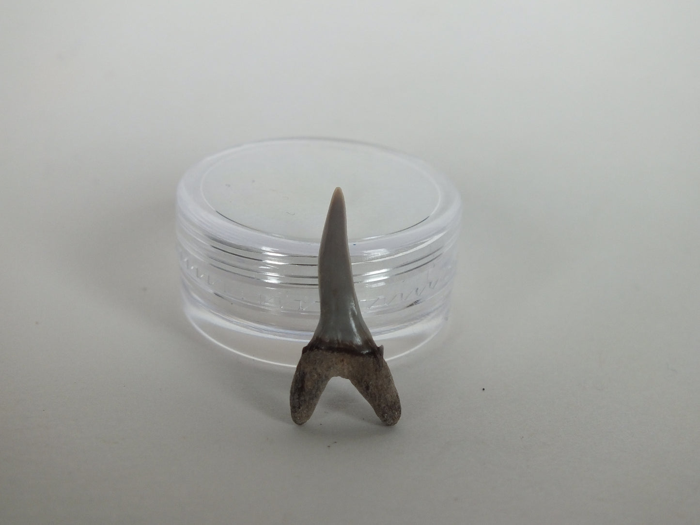 0.86" Sand Shark Tooth (Bone Valley)