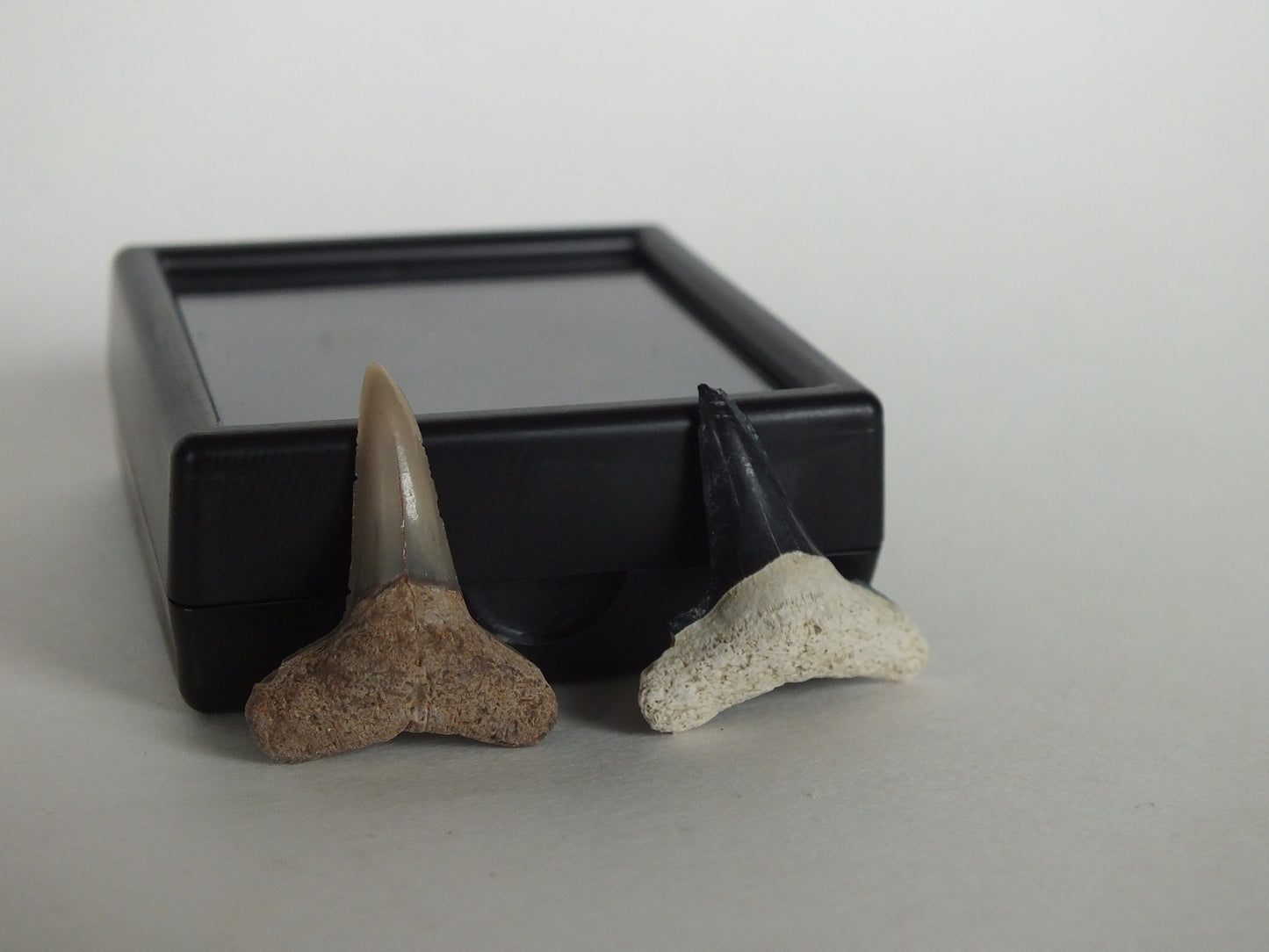 Pair of Lemon Shark Teeth (Bone Valley)