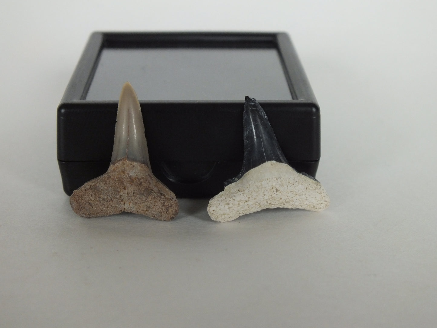 Pair of Lemon Shark Teeth (Bone Valley)