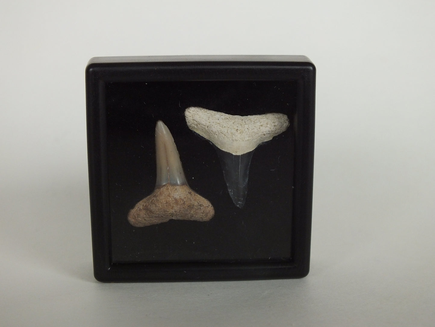 Pair of Lemon Shark Teeth (Bone Valley)