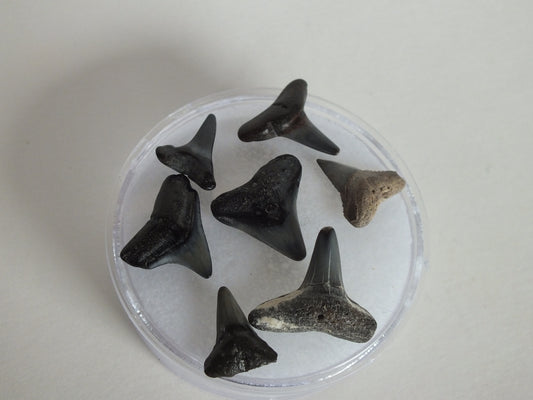 Shark Tooth Bundle (Peace River)