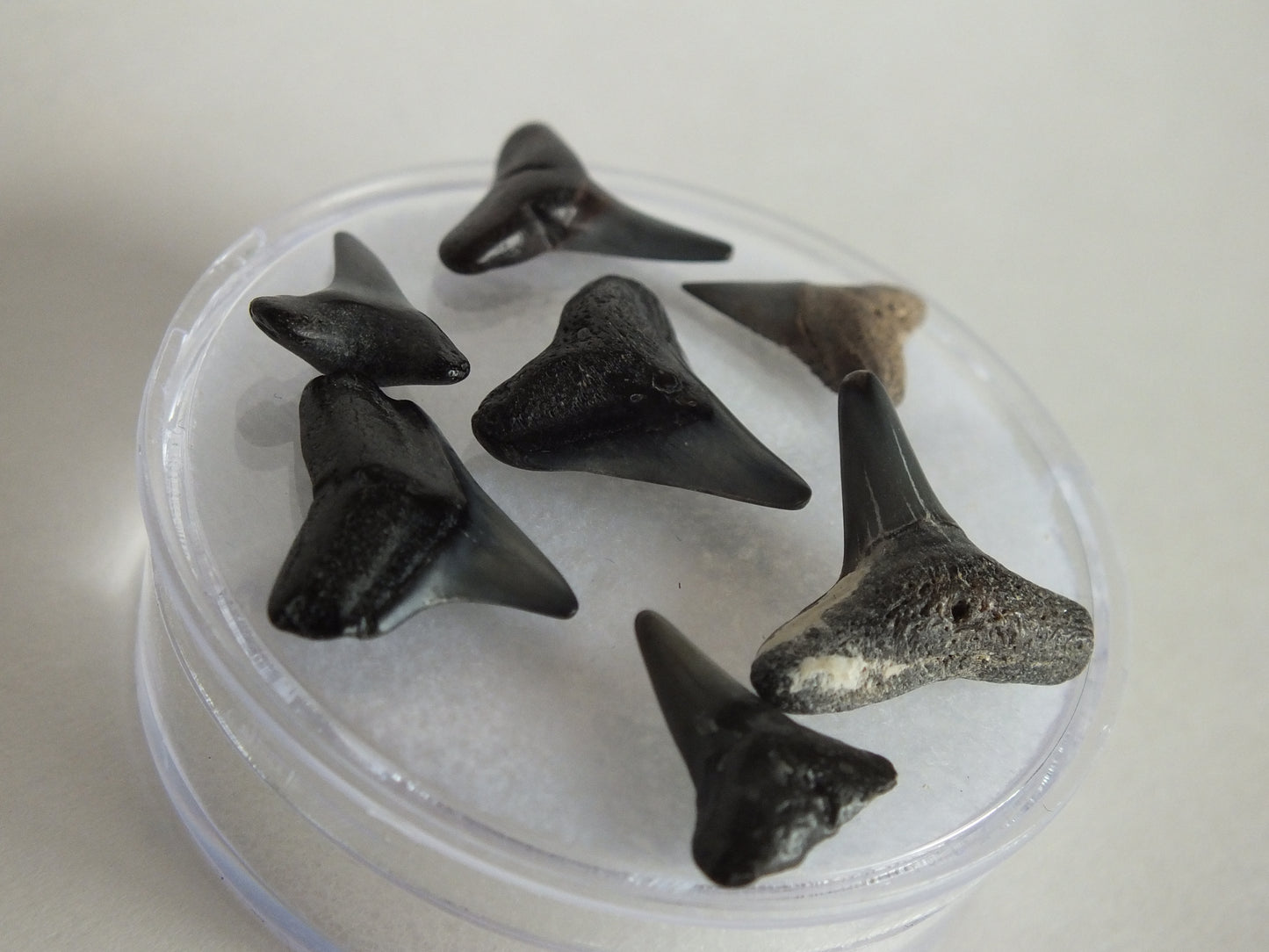 Shark Tooth Bundle (Peace River)