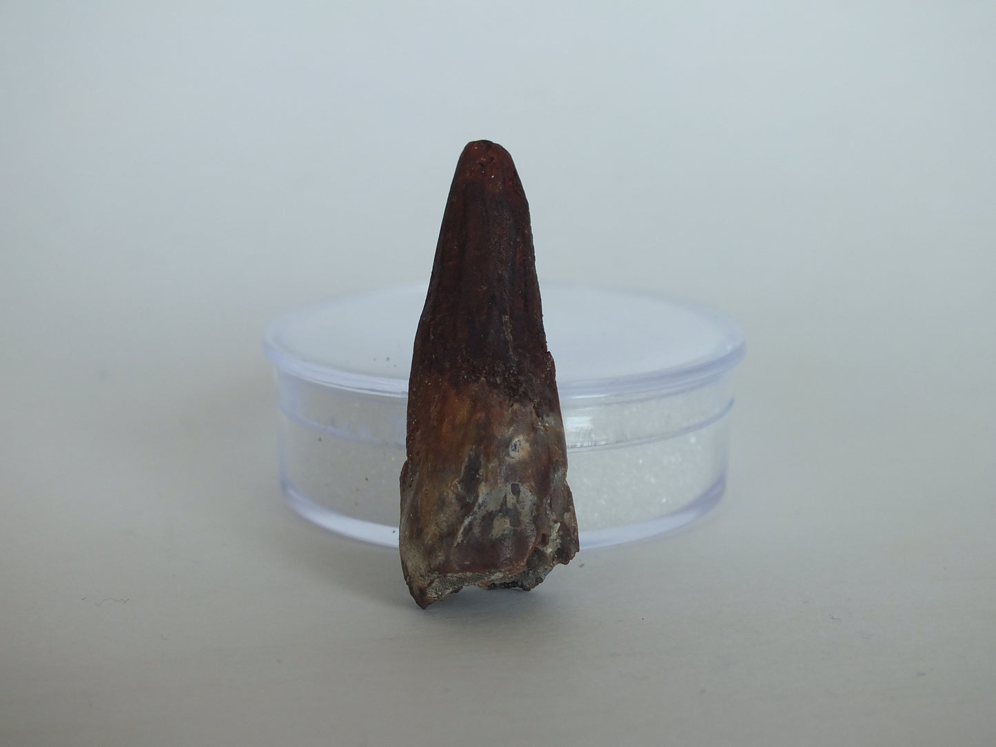 1.5" Spinosaurus Tooth