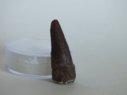 1.5" Spinosaurus Tooth