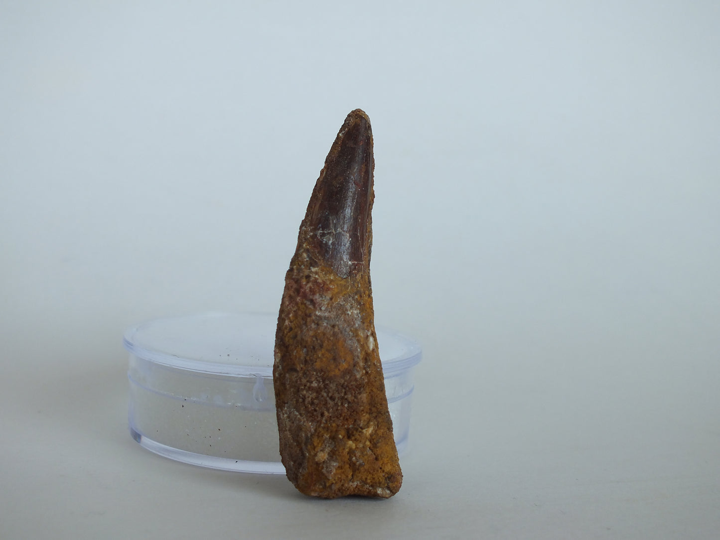 2.1 Spinosaurus Tooth