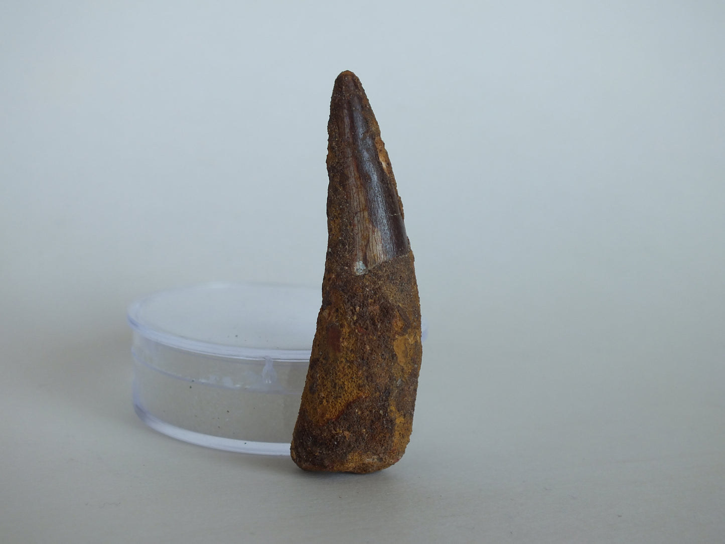 2.1 Spinosaurus Tooth